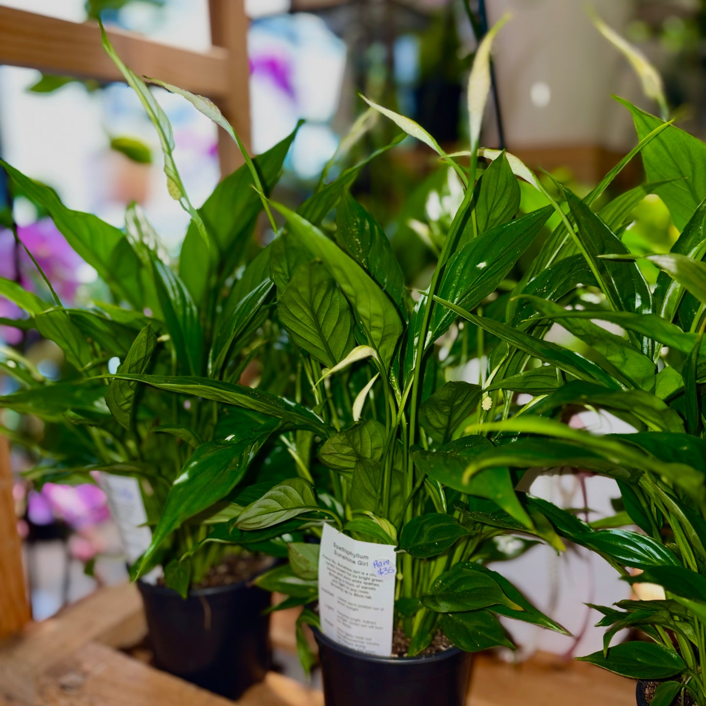 Spathiphyllum Sunshine Girl
