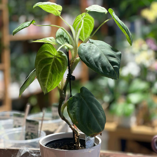 Syngonium Arrowhead Indoor Plant Nz