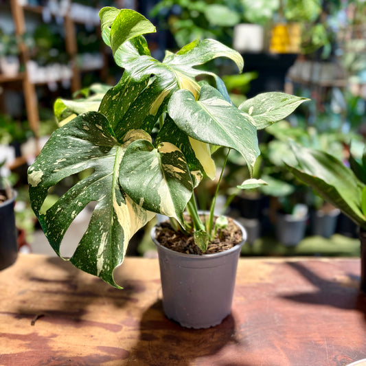 Monstera Thai Constellation 17cm