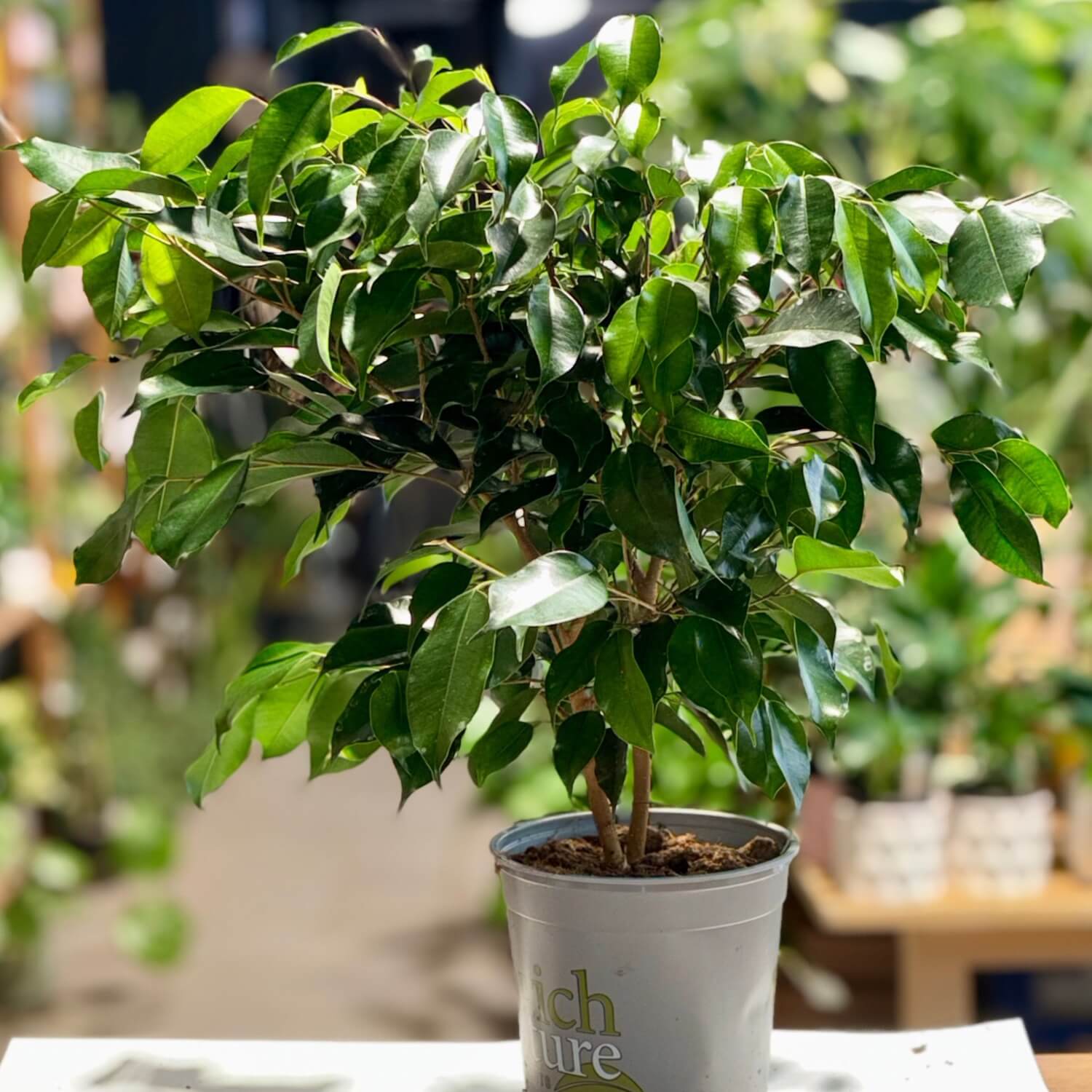 Ficus Danielle Weeping Fig Auckland 