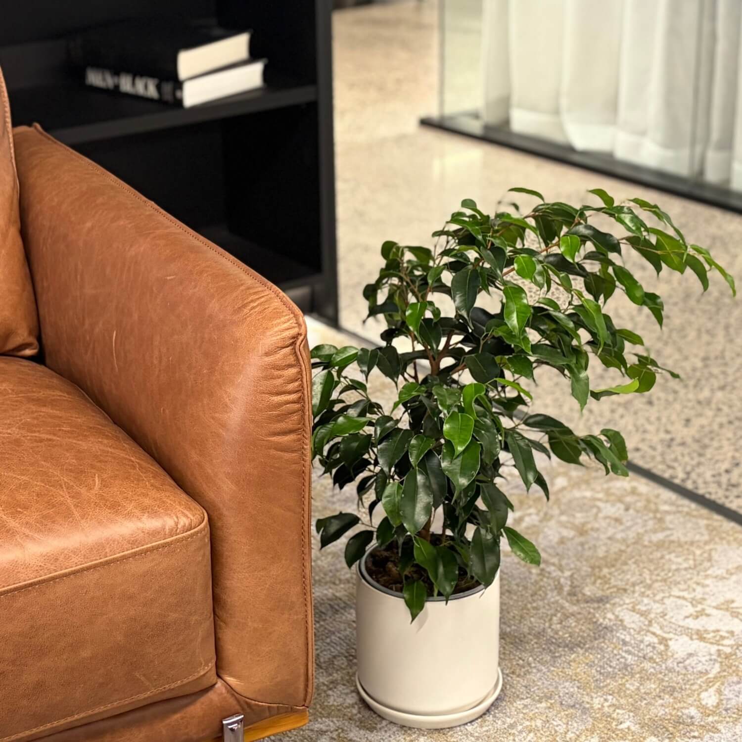 Weeping fig in Oslo pot