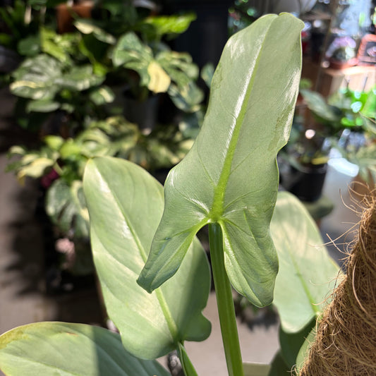 Silver Arrow Philodendron 20cm