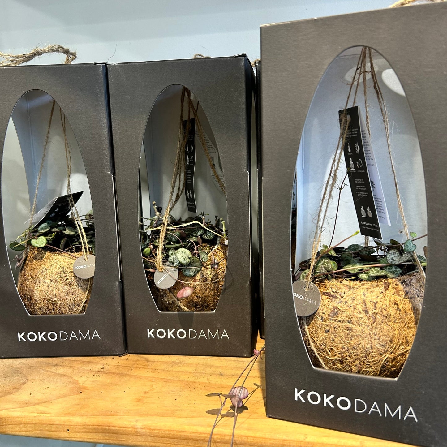 Kokodama & Chain of Hearts - Great Gift Idea