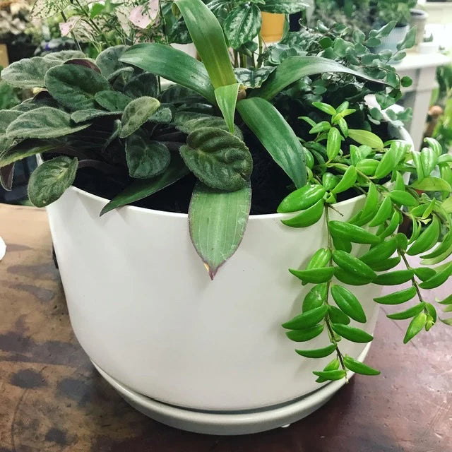 Wide Oslo Planter with Mini House Plants