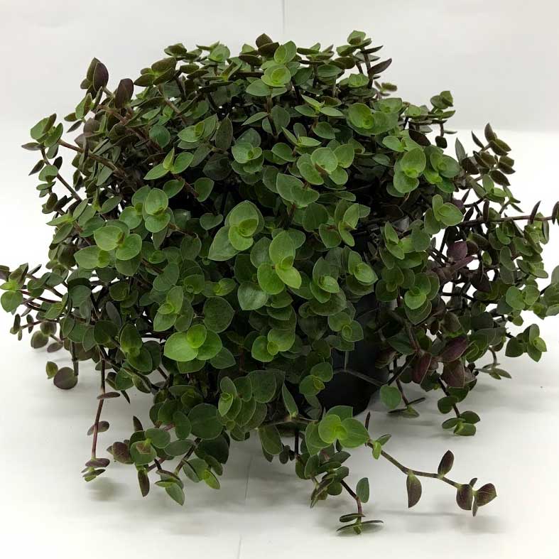 Indoor Plant Calisia Bubbles