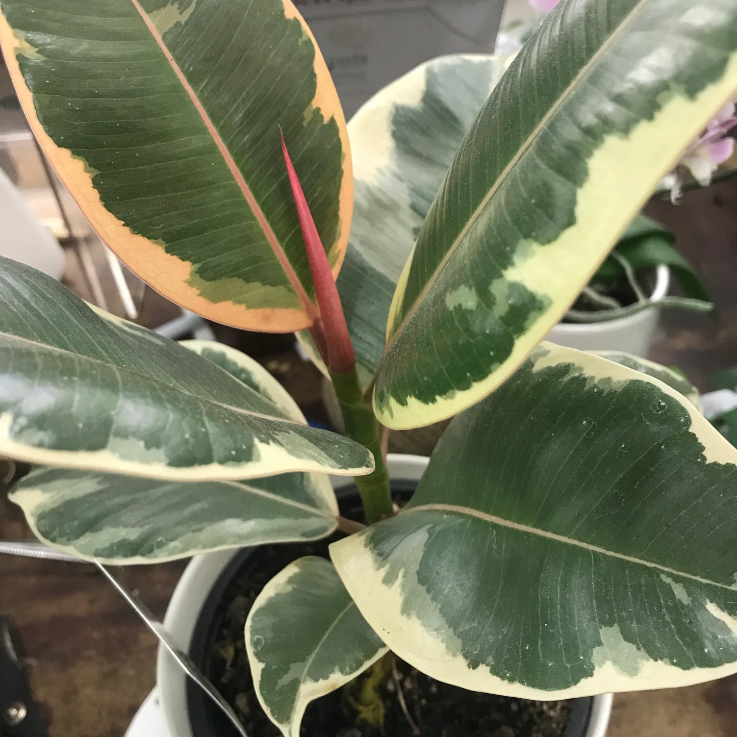 Auckland City Indoor Plants Tineke 