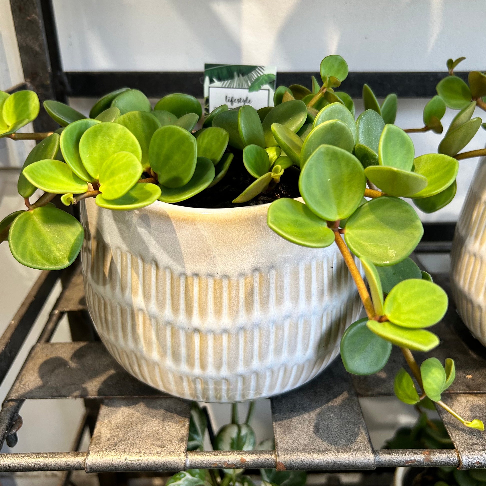 trailing indoor plants nz Peperomia Hope – Easy Care Trailing Indoor Plant NZ – City Jungle NZ