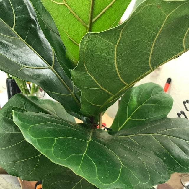 Ficus Lyrata Plant (Fiddle Leaf Fig) - REAL