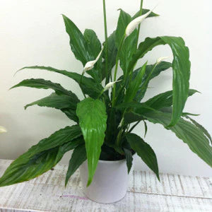 14cm Peace Lily Indoor Plant Fort Lane Auckland