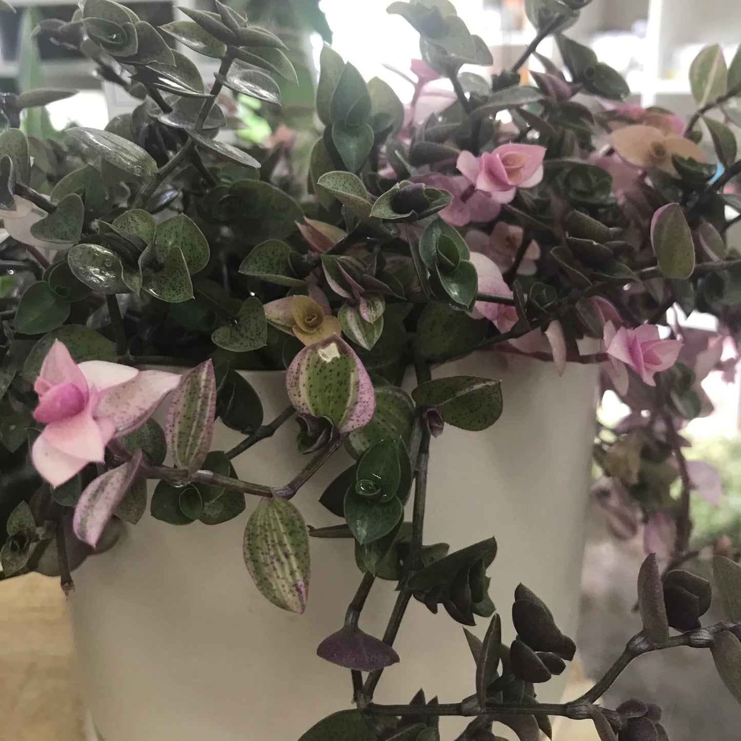 Callisia Sweet Bubbles