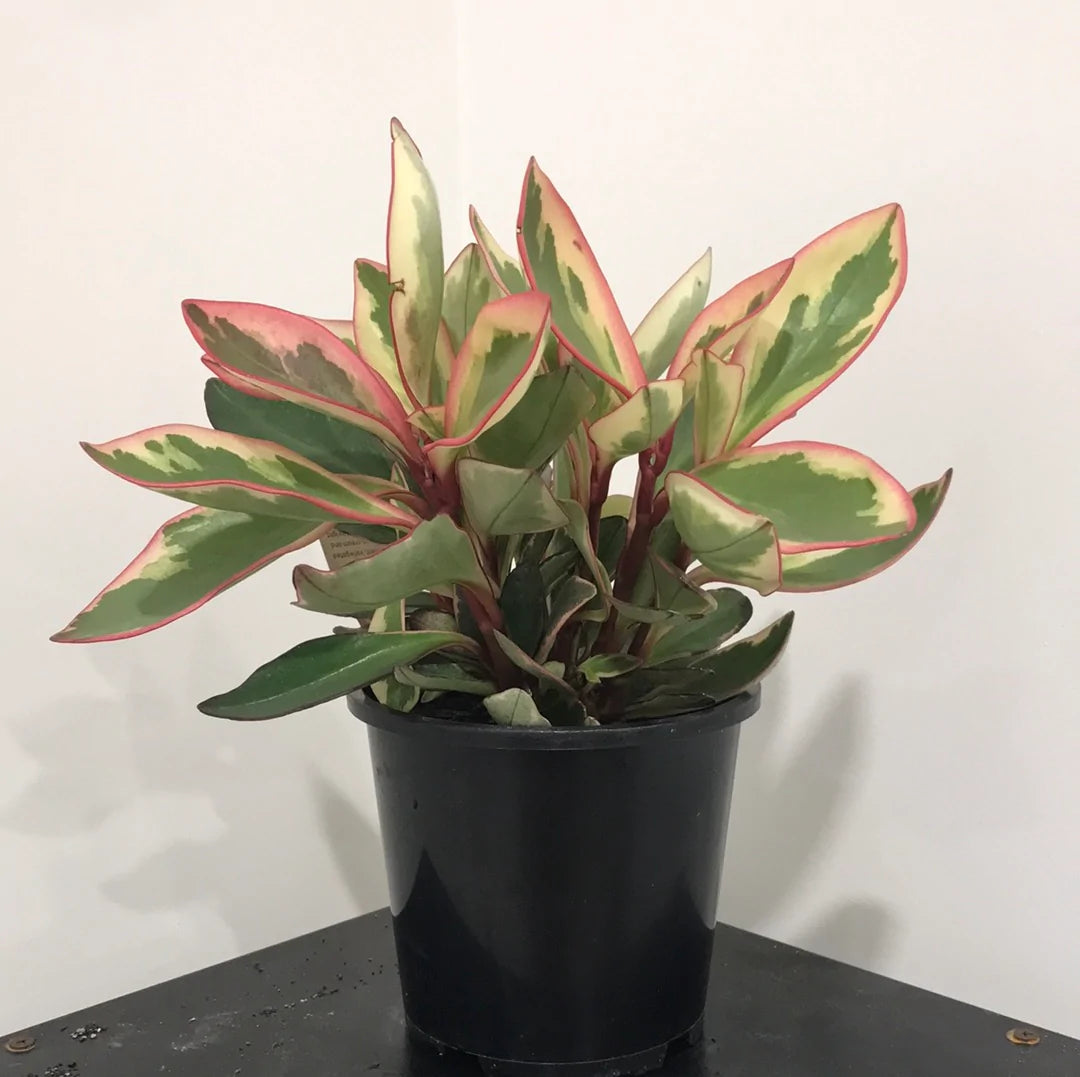 Peperomia Tricolour Plant