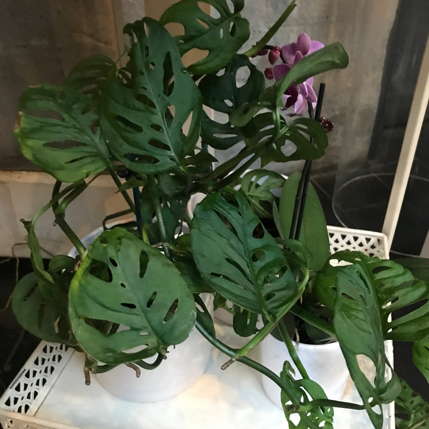 Monstera Swiss Cheese Vine