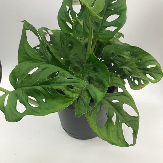Monstera Monkey Mask Plant