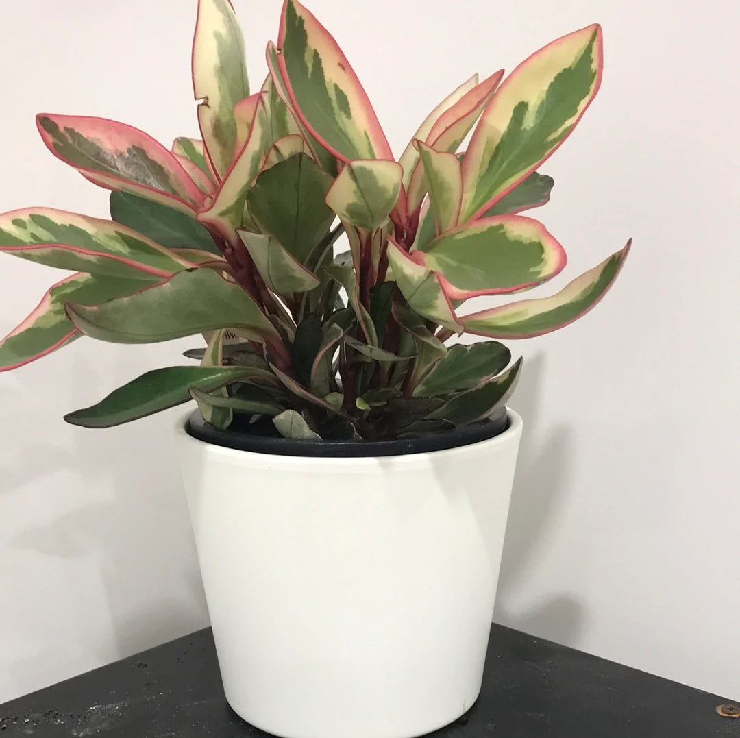 Peperomia Tricolour Plant
