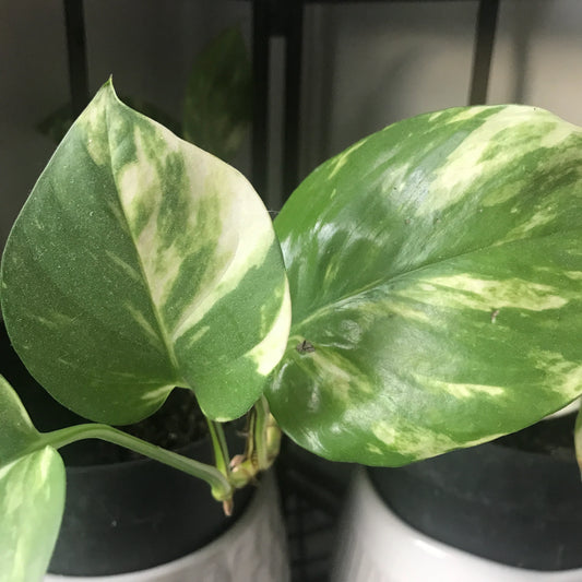Marble Queen Pothos Plant